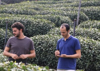 Caio e João, fundadores da Chá Yê!, observando a colheita de chás brancos em Fuding, Fujian