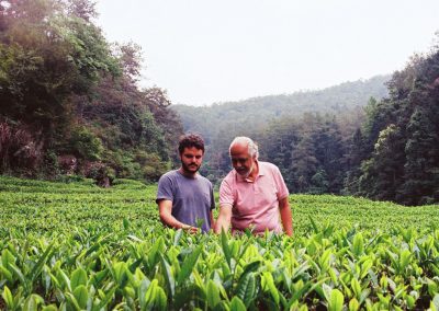 Jardim de chás em Wuyi Shan