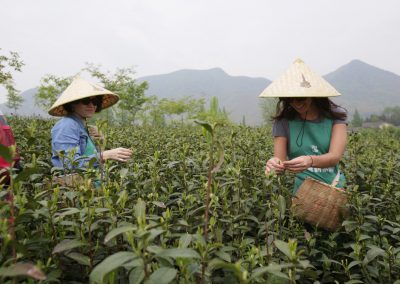Colheita de chá em Mogan Shan